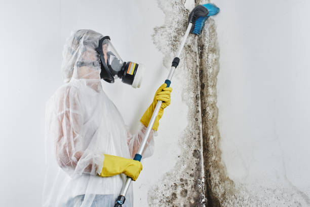 Trusted Eddyville, KY Mold Removal Experts