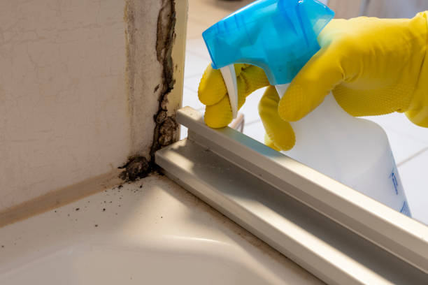 Best Fast Mold Removal  in Eddyville, KY
