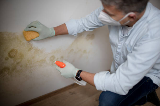 Best Toxic Mold Removal  in Eddyville, KY