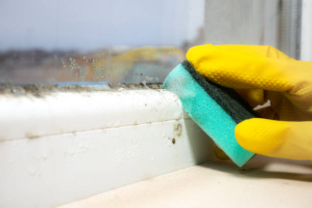 Best Professional Mold Removal  in Eddyville, KY
