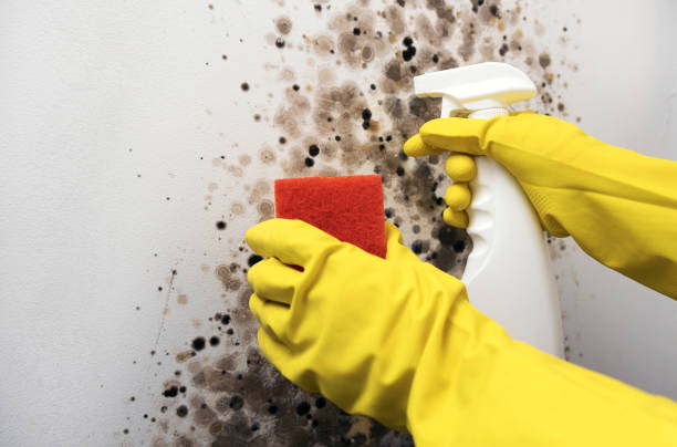 Crawl Space Mold Removal in Eddyville, KY
