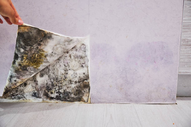 Best Residential Mold Removal  in Eddyville, KY